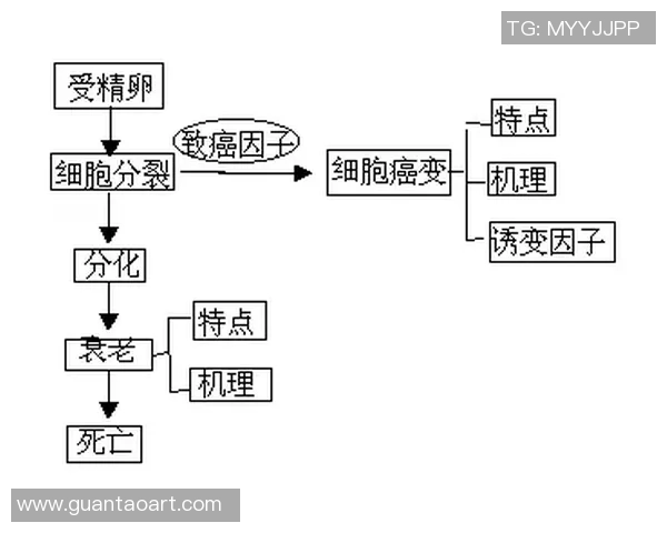 创新体育课教案设计提升学生身体素质与团队合作能力的有效策略与实践